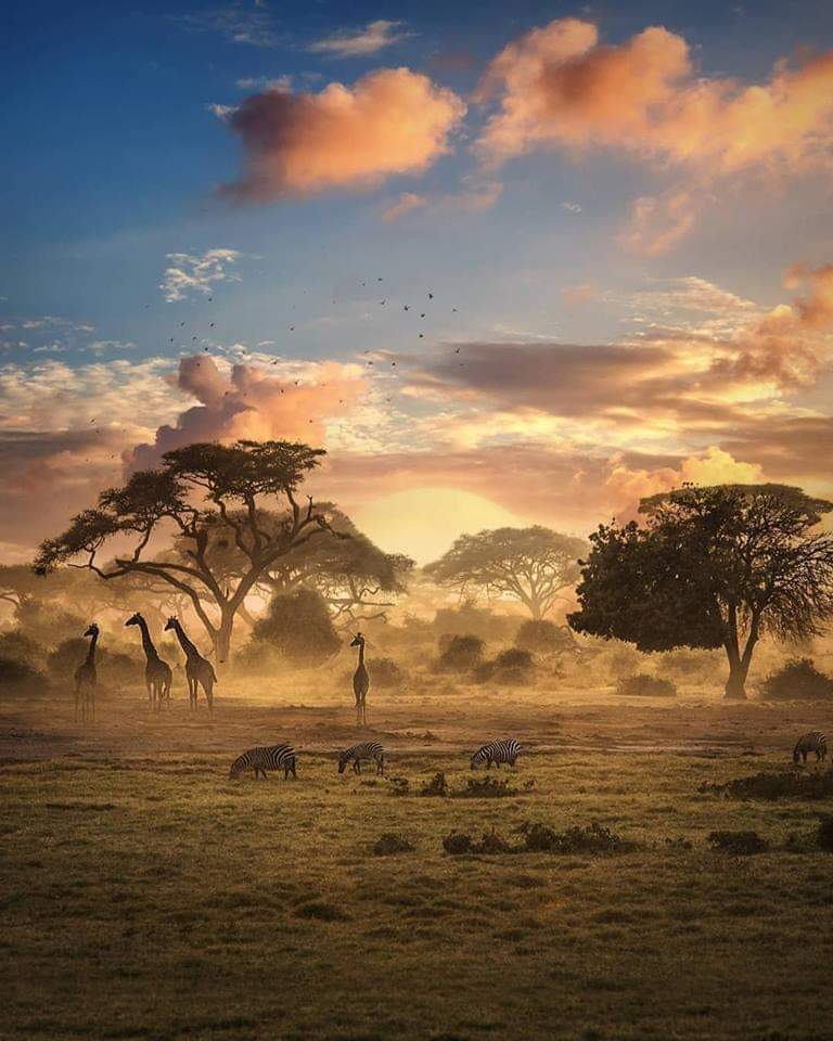 A lion on the African savannah at sunrise